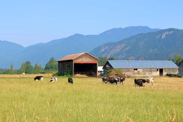 Exuberantes Pastos Verdes Vacas Lecheras Pastando Valle Durante Una Brillante — Foto de Stock