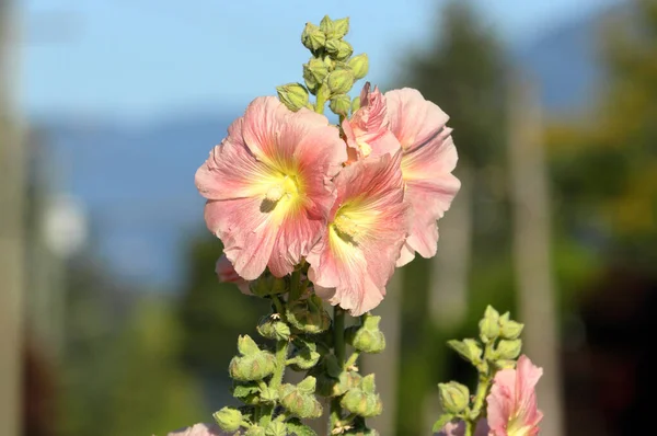 暑い夏や乾燥した夏の間に退色する3つのハイビスカスの花や球根の完全かつ詳細なビュー — ストック写真