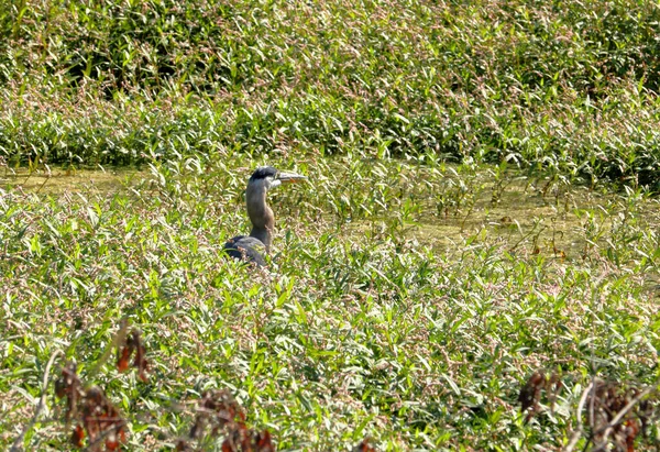Adult Blue Heron Stands Dense Marshland Eel Its Beak — Stock Photo, Image