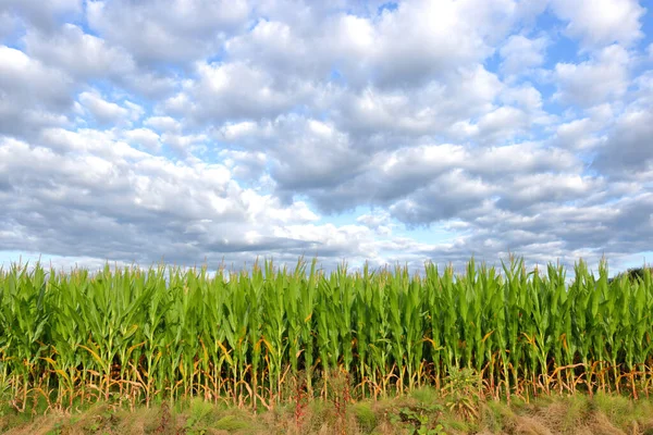 Облака Влаги Висят Над Кукурузой Которая Демонстрирует Признаки Засухи — стоковое фото