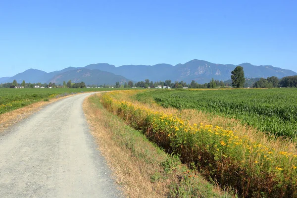 Wide Image Curving Country Dirt Road Lined Yellow Mustard Weeds — 图库照片