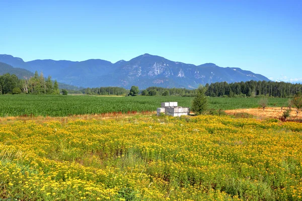 Wide View Butterweed Its Bright Yellow Flower Overtaking Cornfield Beautiful — ストック写真