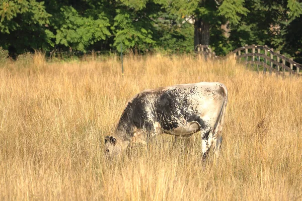 Seca Uma Ampla Vista Uma Vaca Leiteira Holandesa Pastando Pasto — Fotografia de Stock