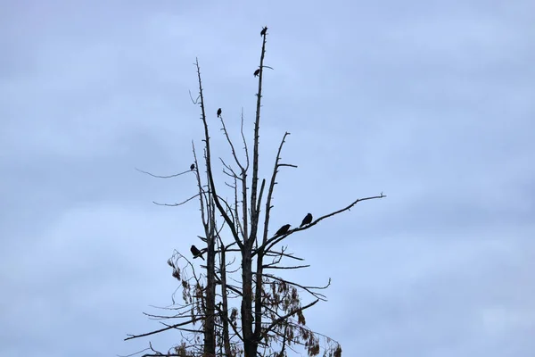 死んだ杉の木の上に草や黒鳥のシルエット — ストック写真