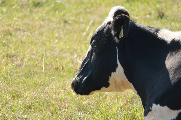 Chiudi Profilo Sinistro Una Vacca Holstein Mentre Riposa Nel Pascolo — Foto Stock