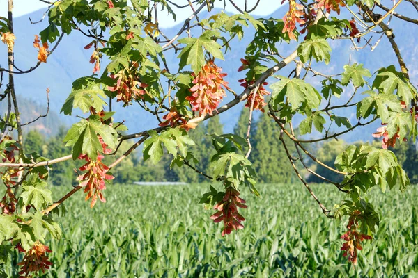 Weite Sicht Auf Einen Ahornbaum Und Trauben Goldbrauner Samen Vor — Stockfoto