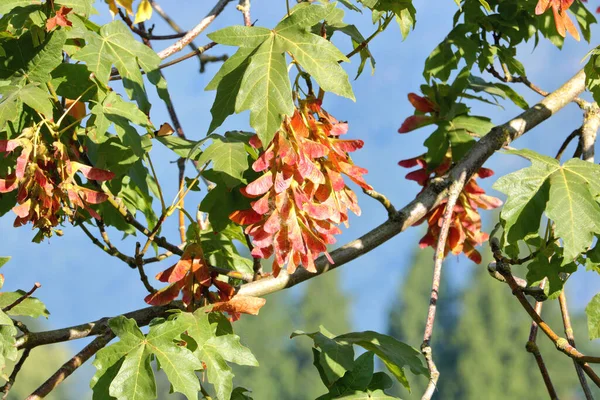 Nära Detaljerad Bild Ett Lönnträd Och Ett Kluster Gyllenbruna Frön — Stockfoto