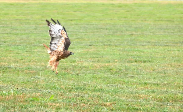 Vollumrahmter Rotschwanzfalke Fliegt Von Links Nach Rechts Über Eine Grüne — Stockfoto