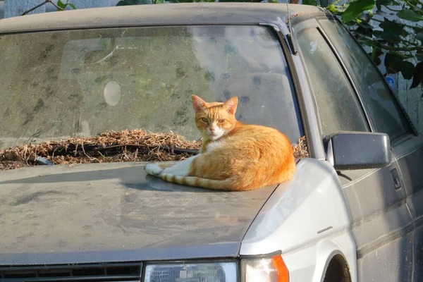 一辆尘土飞扬的汽车上的爪印表明 这只家猫在一个废弃的汽车引擎盖上找到一个舒适的位置之前做了大量的探索 — 图库照片