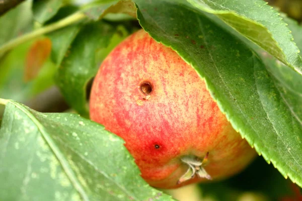 Bir Böceğin Derisinde Delik Açtığı Elmanın Detaylı Görüntüsü — Stok fotoğraf