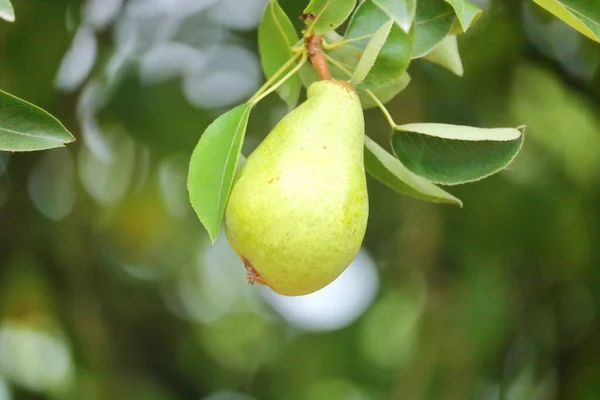 木の枝からぶら下がっている熟した黄色の梨の終わり 詳細なビュー — ストック写真