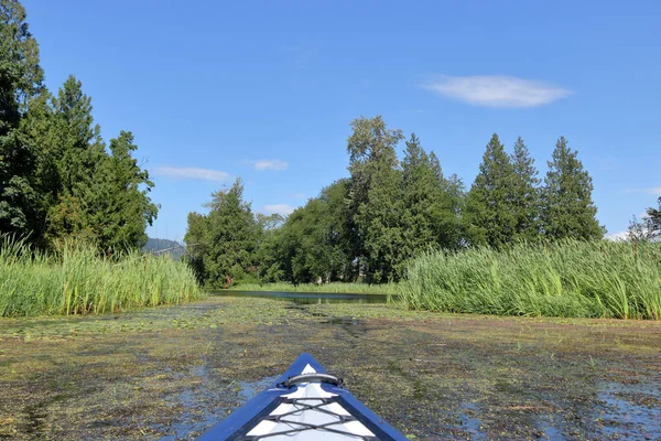 Spetsen Kajak Och Perspektivet Vacker Sommarsumpmark — Stockfoto