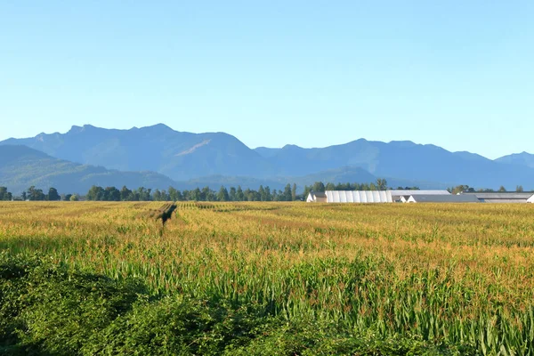 Wide View Canadian Cascade Mountain Range Framing Ripening Summer Corn — Stock Photo, Image
