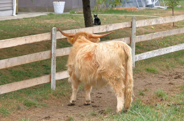 Tabby Kočka Pozornost Skotské Highland Krávy Jeho Výrazné Rohy Chlupatý — Stock fotografie