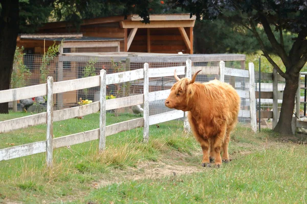 Frente Total Uma Vaca Escocesa Adulta Pasto Cercado — Fotografia de Stock
