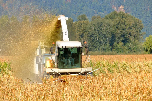 Full Frontal View Combine Harvesting Corn Grinds Mulch Livestock Feed — Stock Photo, Image