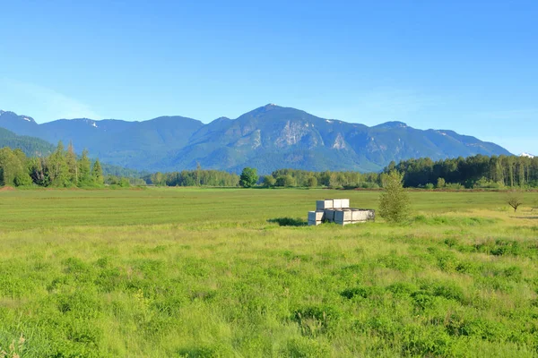 Ampia Vista Prati Estivi Fronte Montagne Ondulate Sotto Cielo Limpido — Foto Stock