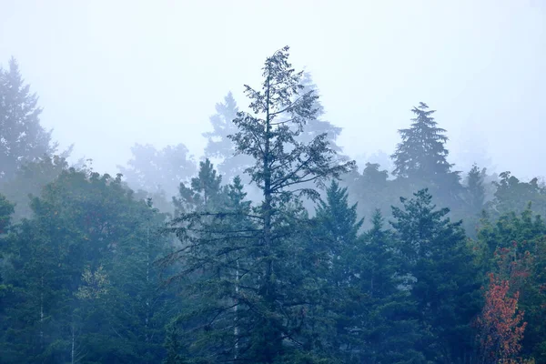 Háttérkép Amely Ködös Vagy Füstös Erdőként Értelmezhető — Stock Fotó