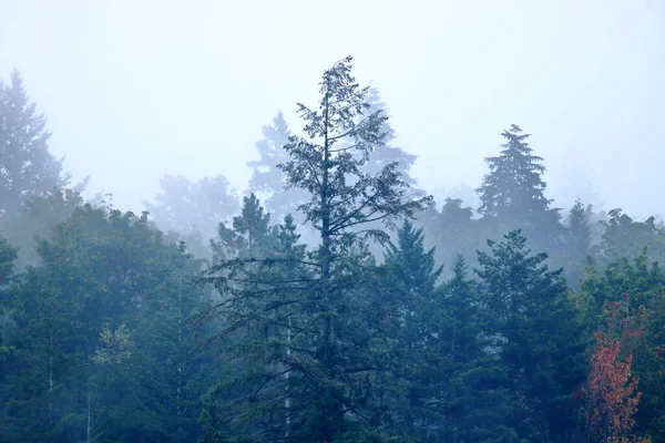 Uma Imagem Fundo Que Pode Ser Interpretada Como Uma Floresta — Fotografia de Stock