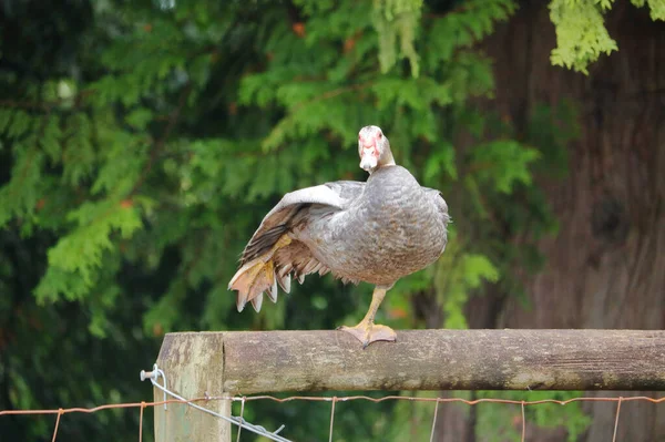 Ato Equilíbrio Delicado Pato Como Pato Khaki Campbell Mais Conhecido — Fotografia de Stock