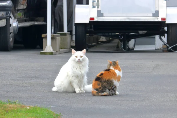 Retrato Dois Gatos Driveway Socializando Incluindo Branco Persa Com Iris — Fotografia de Stock