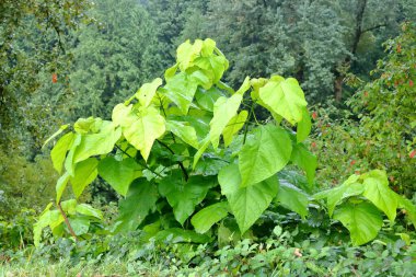 Full, detailed view of a Velvetleaf weed growing on the edge of a shaded stream. The Velvetleaf is a broadleaf annual weed.  clipart