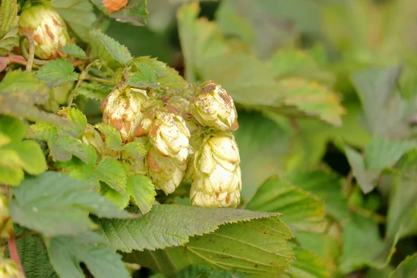 Close Detailed View Common Hops End Dry Arid Extreme Drought — Stock Photo, Image