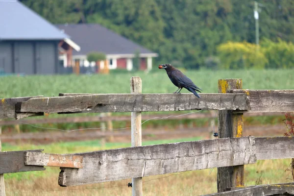 Brett Vänster Profil Över Blackbird Uppflugen Lantlig Trästaket Med Marmor — Stockfoto