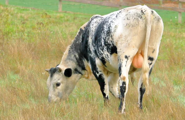 Full Back View Young Bull Grazing Left Hand Side Frame — Stock Photo, Image