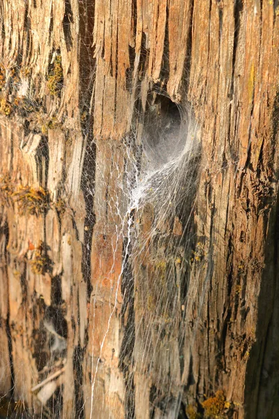 거미줄의 근접하고 배경에 구멍이나 백향목 기둥을 거미줄 — 스톡 사진
