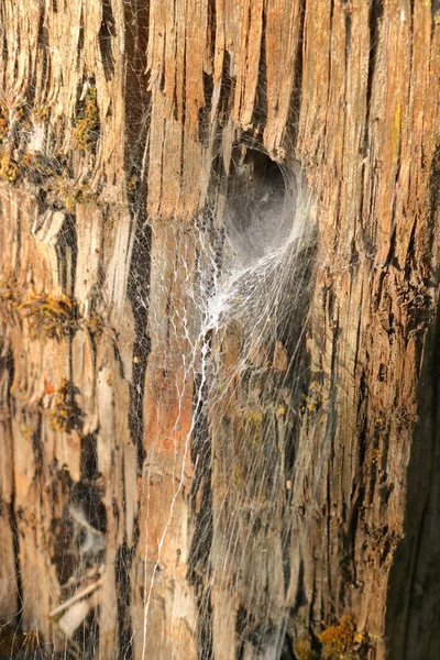 Fechar Fundo Detalhado Vertical Uma Teia Aranha Tecida Poste Cedro — Fotografia de Stock