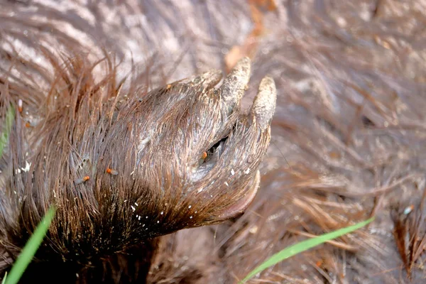 Perto Visão Detalhada Garra Esquerda Castor Pata Depois Que Animal — Fotografia de Stock