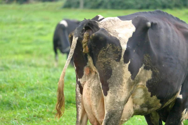 Vue Rapprochée Détaillée Des Excréments Vaches Laitières Qui Serviront Fertiliser — Photo