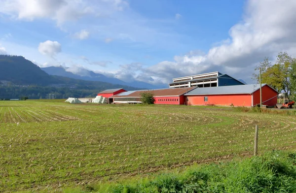 Planterad Gräsmark Går Ett Skördat Majsfält Framför Flerbruksbyggnader — Stockfoto