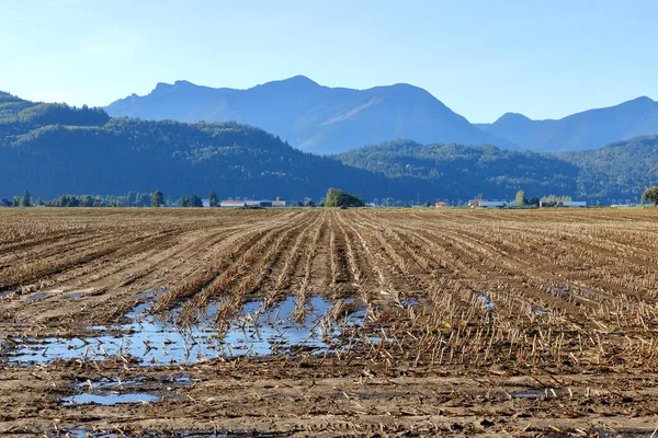 Ampio Paesaggio Agricolo Aperto Durante Mesi Autunnali Dopo Raccolta Delle — Foto Stock