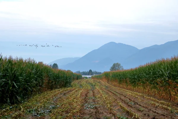 Sklizená Kukuřice Cesta Která Vede Migraci Kanady Husy Letí Zleva — Stock fotografie