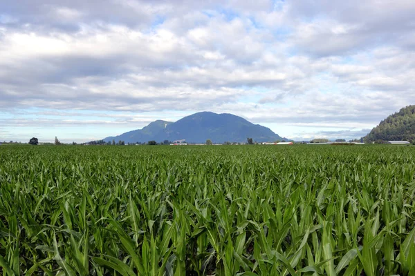 Гора Сумас Кумулус Облака Обильным Урожаем Летней Сладкой Кукурузы Британской — стоковое фото