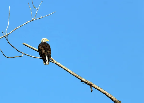 一只成年的美国秃鹰栖息在一条狭窄的枝条上 枝条上没有叶子 背景映衬着一架喷气式蓝天 — 图库照片