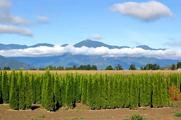 Full Landscape View Cedar Tree Business Standing Front Beautiful Mountain — Stock Photo, Image