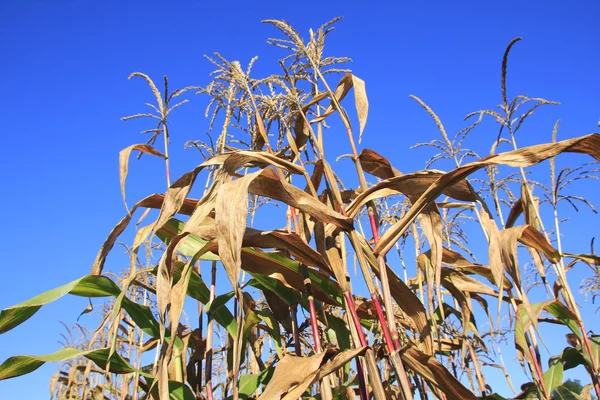 Засуха и кукурузное поле — стоковое фото