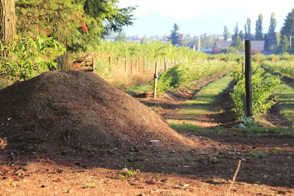 Tanah Mulch untuk Berries — Stok Foto