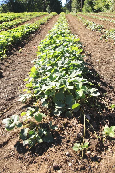 Strawberry Field — Stock Photo, Image