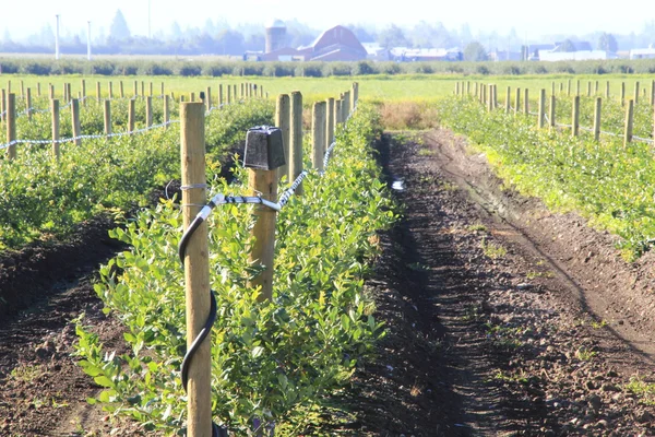 Washington Berry Farm — Stock Photo, Image