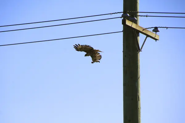 Un halcón en vuelo — Foto de Stock