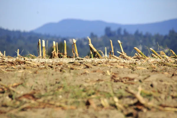 Tarló betakarított kukorica szár — Stock Fotó