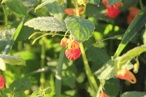 Sonnenbeschienene Wildblume — Stockfoto