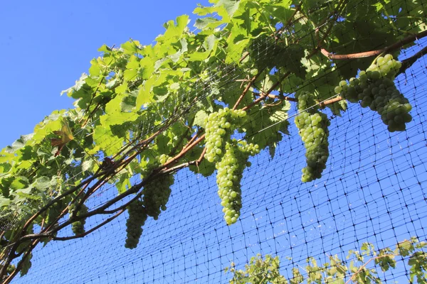 Grapes with Protective Mesh or Screen — Stock Photo, Image