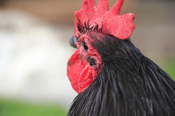 Close Up Left  Three Quarter Profile of Rooster — Stock Photo, Image