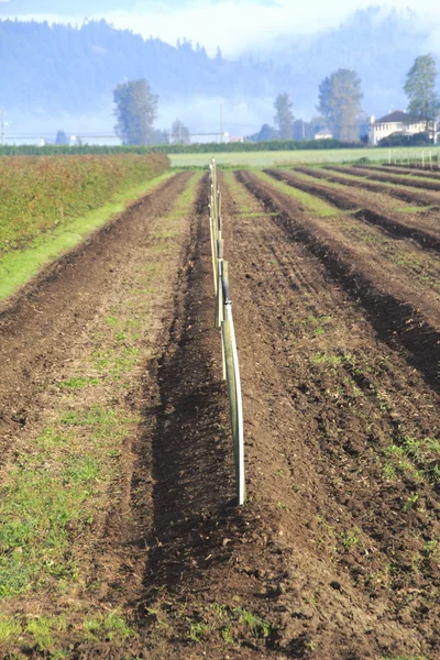 Fila de cultivo de arándanos recién preparados — Foto de Stock