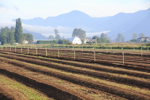 Baru saja disiapkan Blueberry Field dan peternakan — Stok Foto